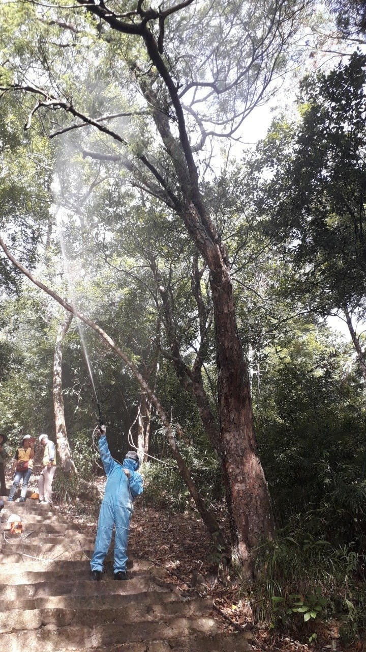 Các chuyên gia nghiên cứu tìm giải pháp chữa rừng Xích Tùng cổ Yên Tử.
