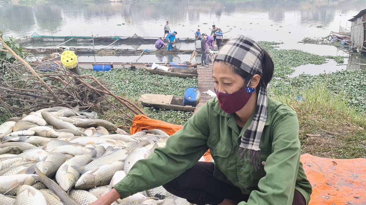 Cá lồng chết trắng một khúc sông Cầu. Ảnh: Hà An.