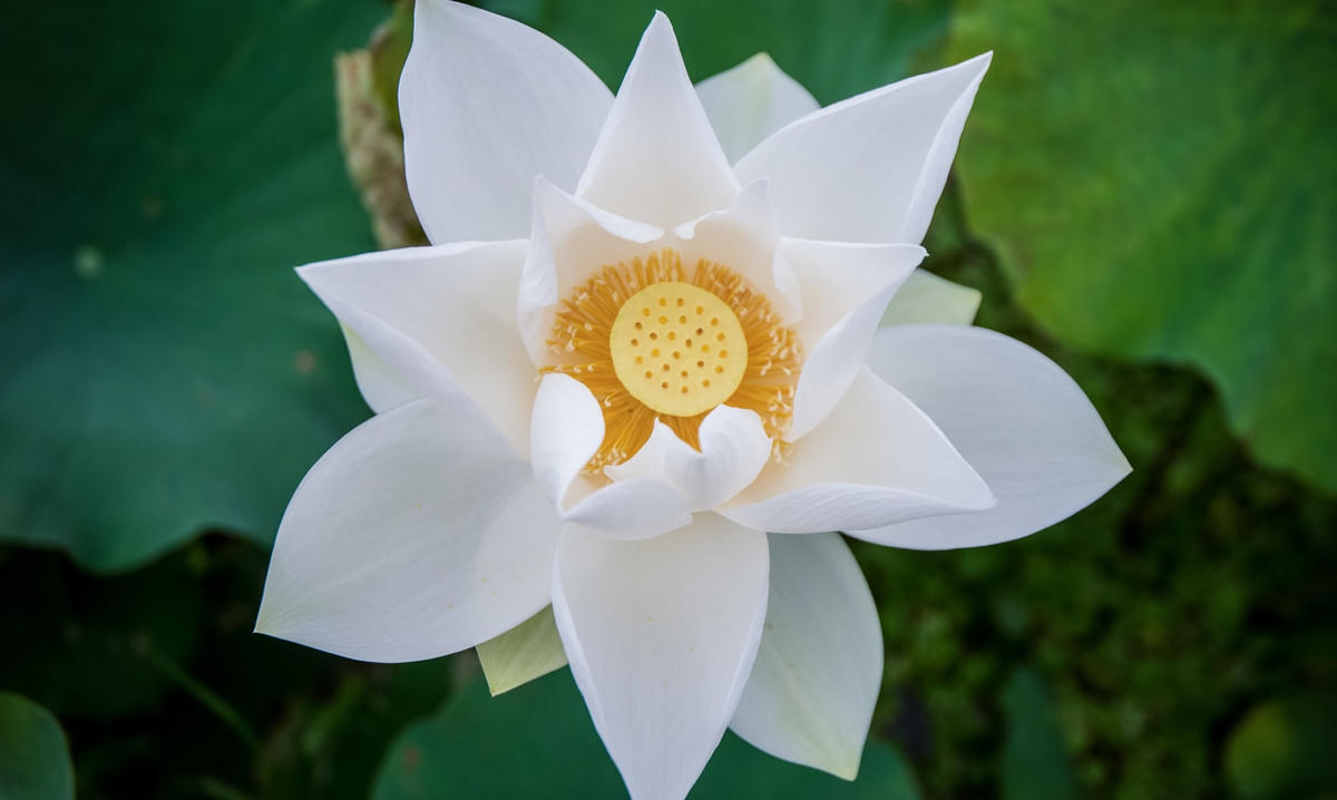 Khóc với hoa sen
