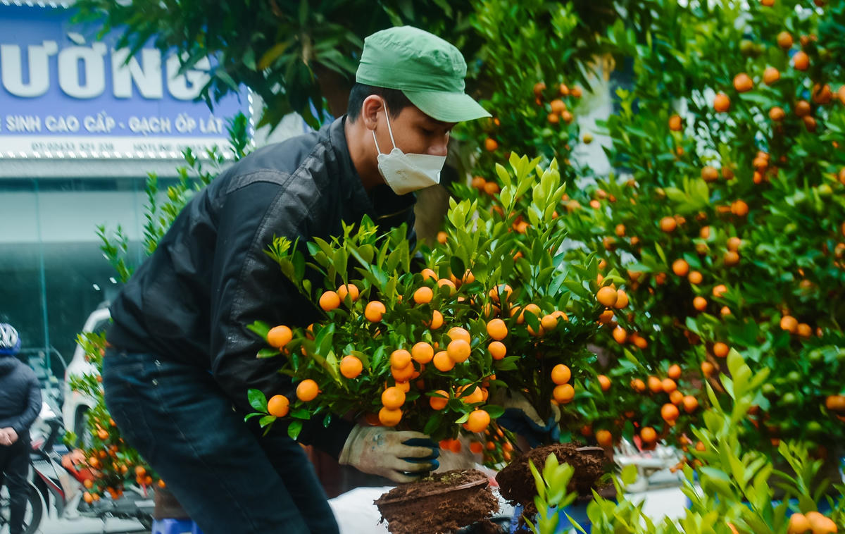 Anh Lê Tuấn Anh, người bán quất cho hay, năm nay do dịch bệnh, anh không dám mua những cây quất có giá trị lớn về bán, vì nó khá kén khách hàng. Do vậy, tôi tìm mua những cây quất mini có giá thành thấp phục vụ người dân mua về chơi Tết. Tuy nhiên, ngoài sức mong đợi chỉ sau 1 ngày, anh đã bán được gần 300 cây quất mini, đa phần người dân mua về để bàn uống nước.