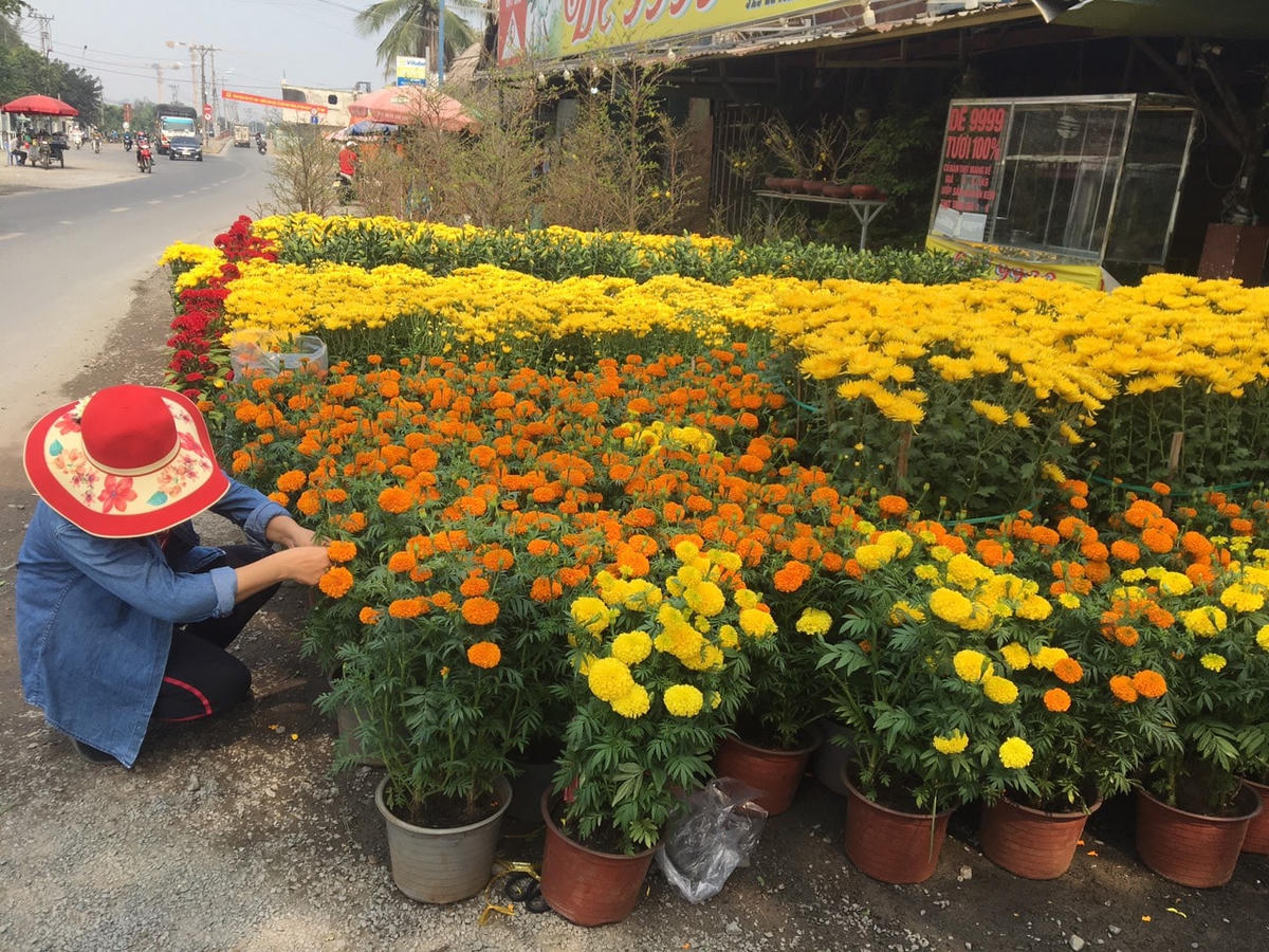 Dù Tết Nguyên đán đã cận kề nhưng sức mua hoa tại TP HCM giảm sút do ảnh hưởng của dịch Covid-19 (Ảnh: Hồng Phúc).