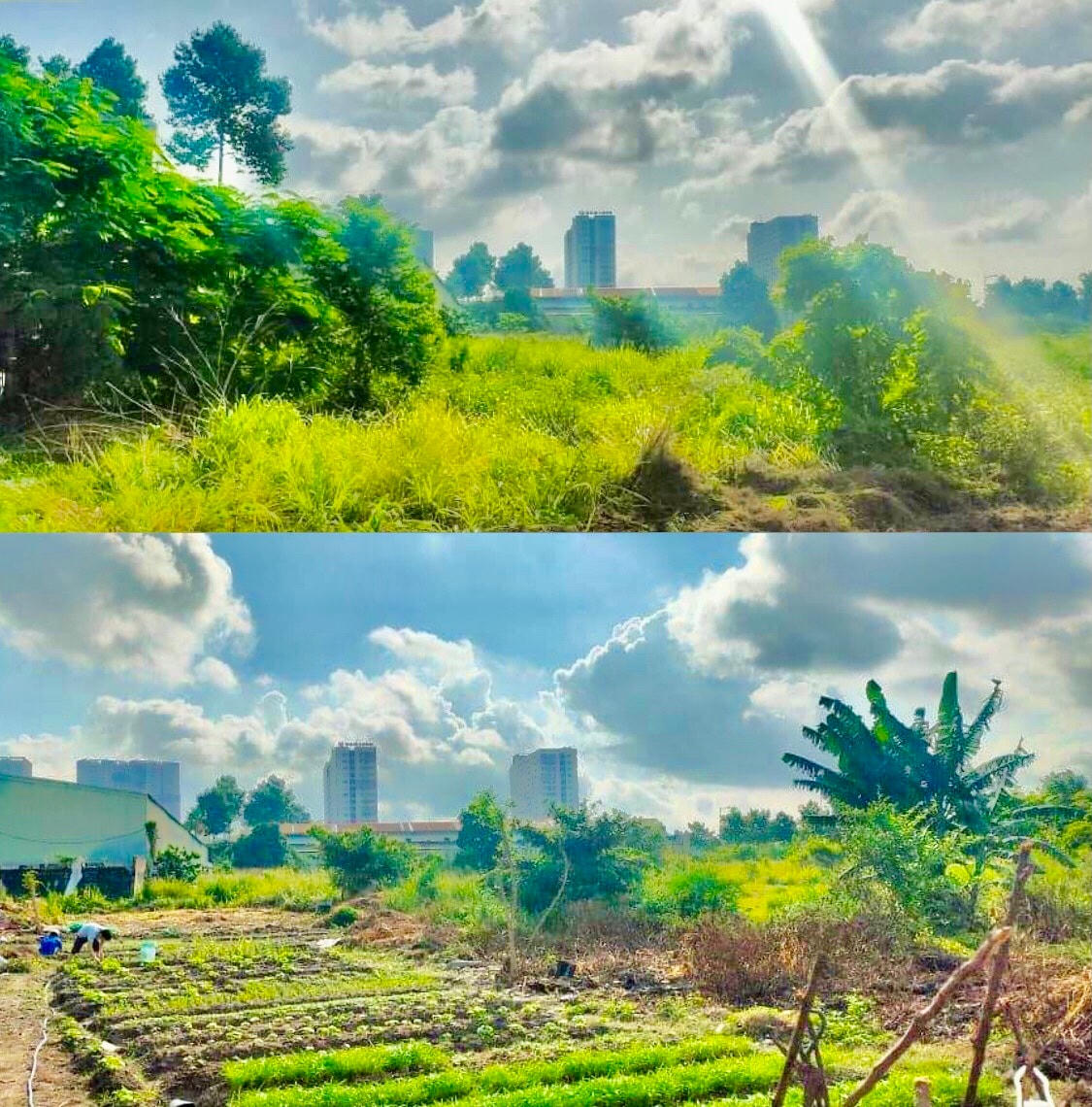 Từ mảnh đất bỏ hoang, nhóm sinh viên khai hoang, trồng rau, phân phát cho bà con vùng dịch. Ảnh: NVCC.