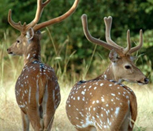 Nuôi hươu sao làm giàu