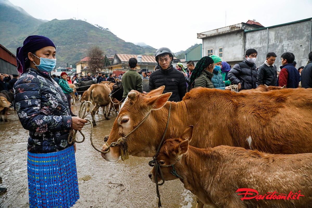 Chị Thò Thị Già ở xã Lũng Phìn bán bò mẹ và bê con với giá 30 triệu đồng.