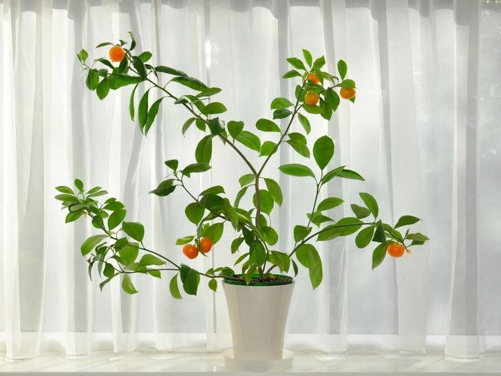 [ẢNH] Loại trái cây tốt nhất mà bạn có thể trồng trong nhà
