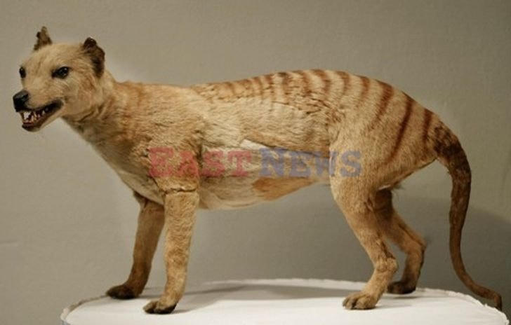 [ẢNH] 10 loài động vật tuyệt chủng mà các nhà khoa học muốn mang lại sự sống