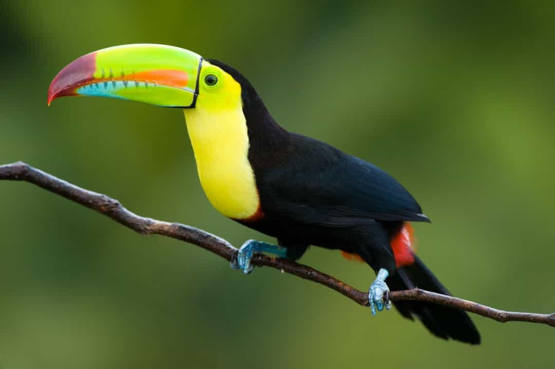 Chim Toucan mỏ thuyền .