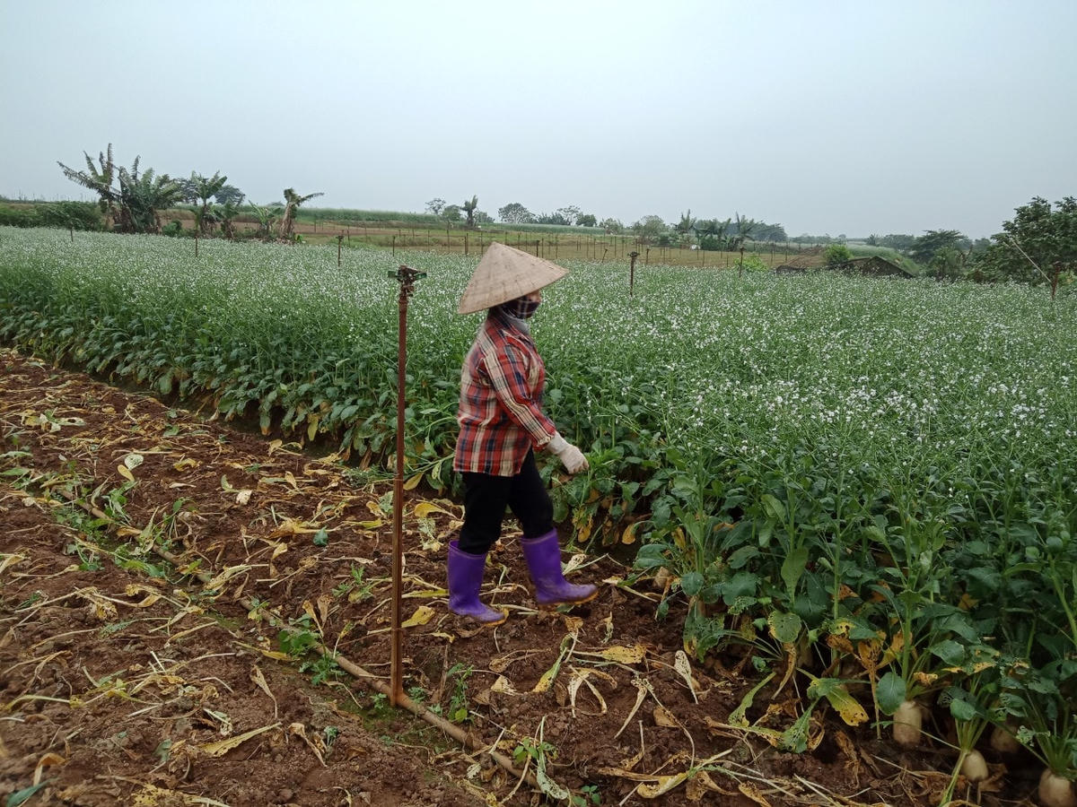 Hà Nội: Nông dân vứt rau củ trắng đồng do không có người mua