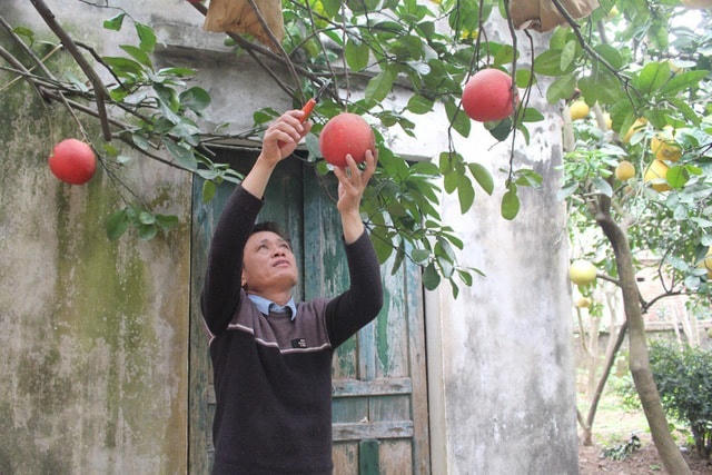 Bưởi đỏ Đông Cao, xã Tráng Việt là giống bưởi quý hiếm, đã được Sở Nông nghiệp và Phát triển nông thôn Hà Nội đã đánh mã số để duy trì giống gen.