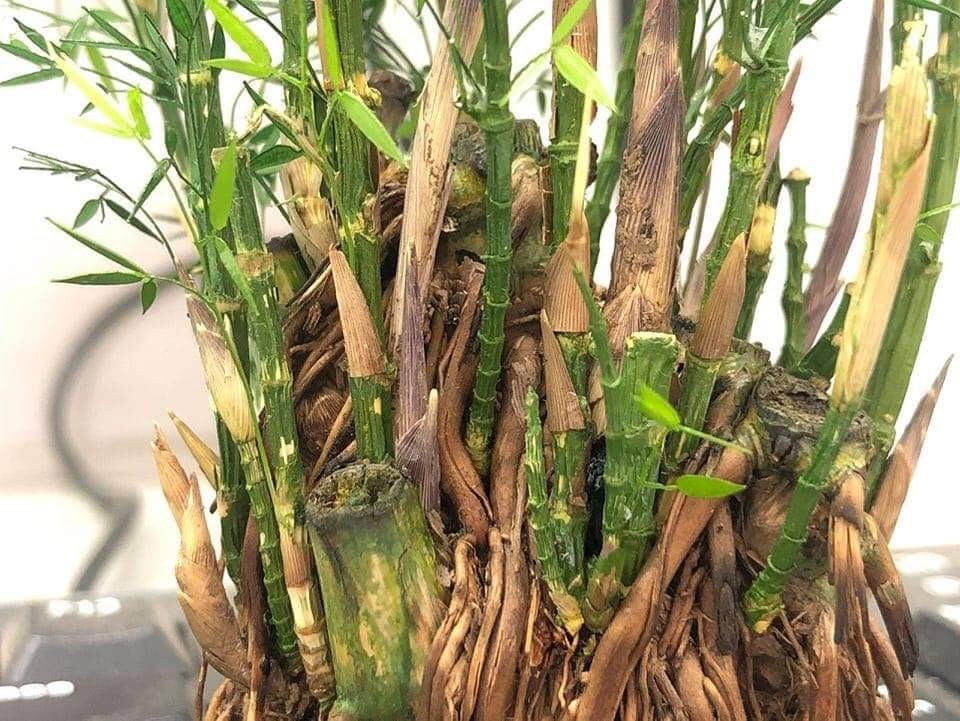 Mô hình gốc cây tre được anh Dặm dày công thực hiện trong vòng 1 tuần. Ảnh: NVCC.