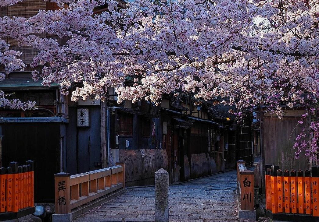 Hoa anh đào (sakura) nở rộ vào mùa xuân Nhật Bản, khoảng cuối tháng 3-5, trong vòng 7-15 ngày, tùy vào địa điểm và thời tiết. Trong ảnh là hoa anh đào nở rộ ở đền Hirano, Kyoto. Ảnh: Japan Times.