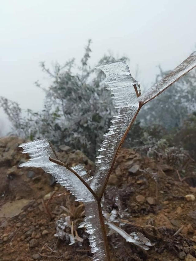 Sa Pa 'đông cứng' trong băng tuyết, đỉnh Khau Phạ cũng 'hóa đá'