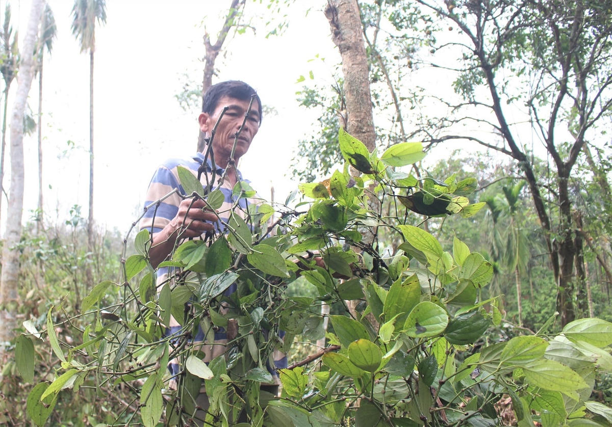 Ông Châu cầm các dây tiêu đứt do bão lũ.