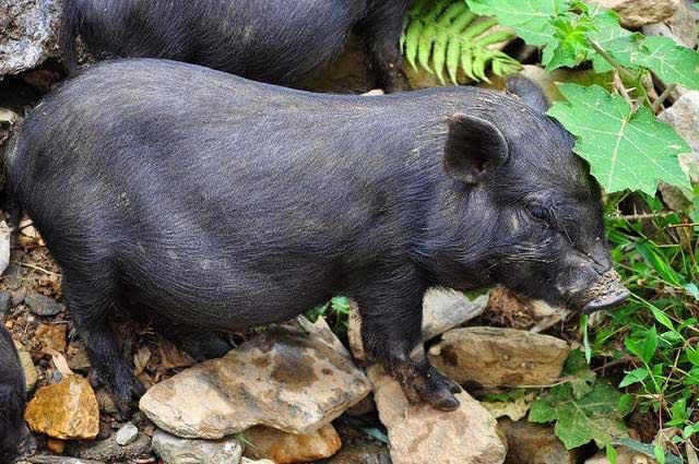 Lợn cắp nách thường chỉ nặng hơn 10 kg.