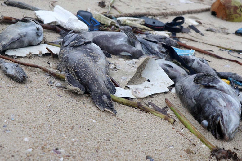 Cá nuôi lồng bè ở xã An Ninh Đông, huyện Tuy An (Phú Yên) bị chết, do sốc nước ngọt trôi dạt vào bờ.