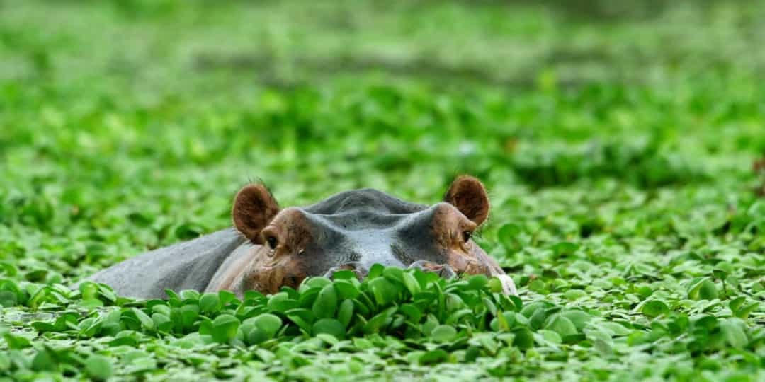 Hà mã là một loài động vật có vú lớn, chủ yếu là ăn cỏ, bán thủy sinh, hà mã là một trong những loài động vật nguy hiểm nhất trên thế giới do bản tính rất hung dữ và khó đoán. Những chiếc thuyền nhỏ có thể dễ dàng bị lật bởi một con hà mã giận dữ, và hành khách có thể bị thương hoặc chết bởi con vật, hoặc chết đuối.  