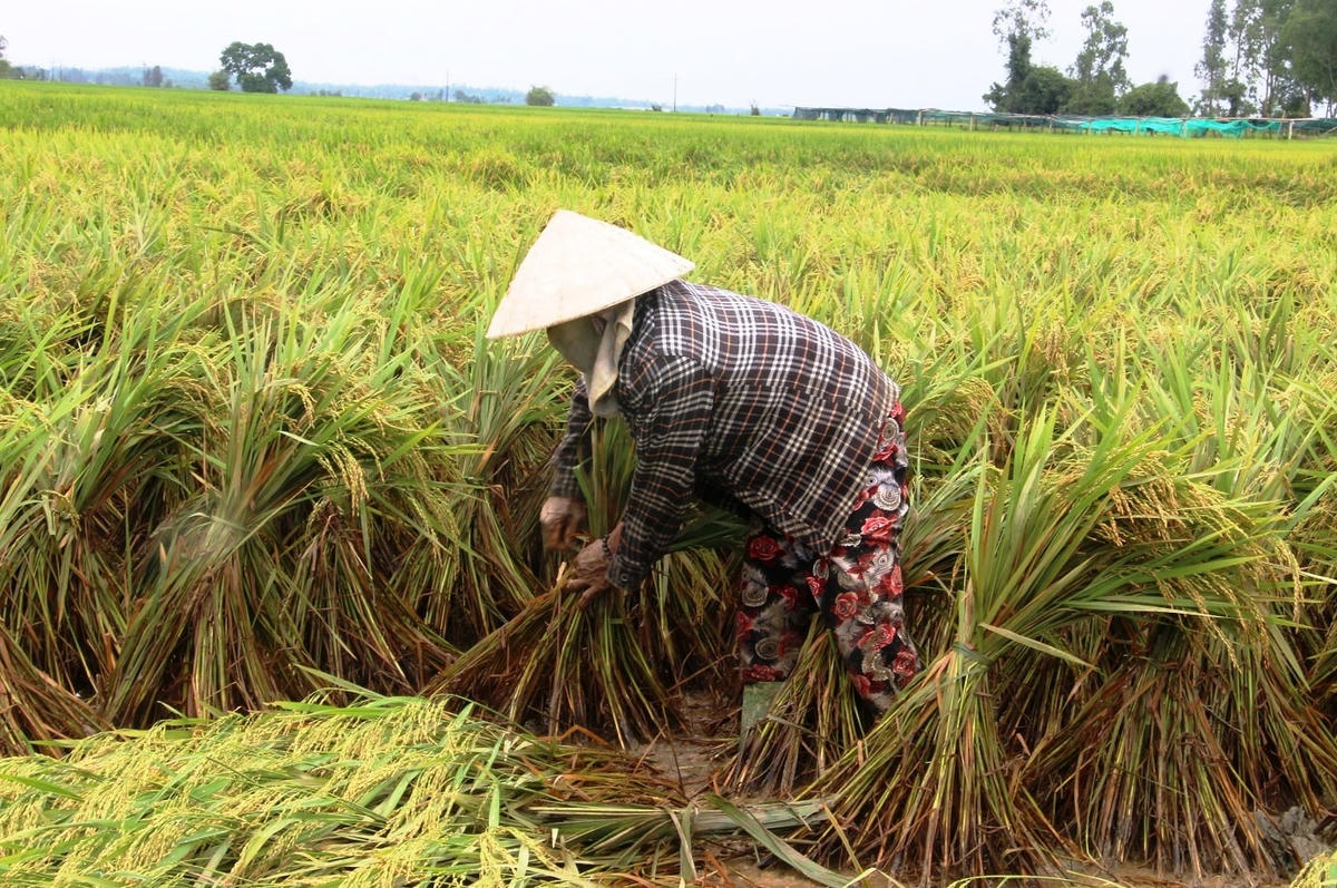 Bà Hoa đang buộc cây lúa bị ngã đổ.