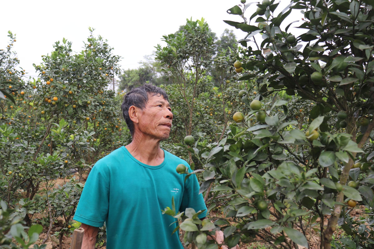 Dù đã giảm giá sâu mặt hàng quất thế nhưng vẫn chưa có khách đến đặt hàng tại vườn quất của gia đình ông Hùng.   .  