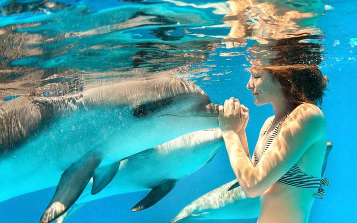 Du khách dễ dàng bắt gặp và chơi đùa với cá heo. Ảnh: Azores.