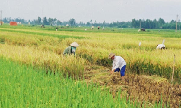 Bảo đảm an ninh lương thực quốc gia là nhiệm vụ đặc biệt quan trọng. Ảnh minh họa.