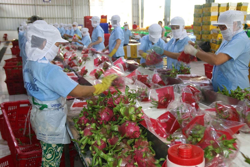 Giá trị xuất khẩu nông sản những năm qua tăng cao nhưng thiếu bền vững.