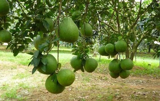 Bưởi da xanh cho giá trị kinh tế cao.