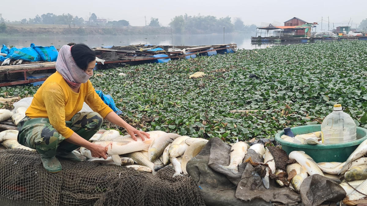 Nhiều hộ điêu đứng sau đợt cá chết này.