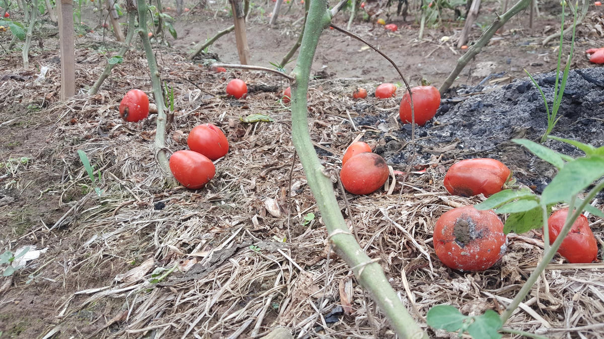 Không được thu hoạch nên chúng chín rồi tự rụng ngoài ruộng.