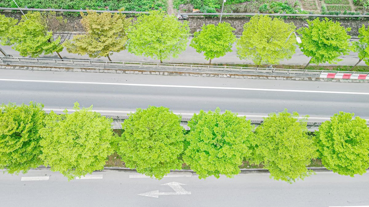 Tại lối lên cầu những hàng cây bàng lá nhỏ này được trồng san sát, thẳng tắp.