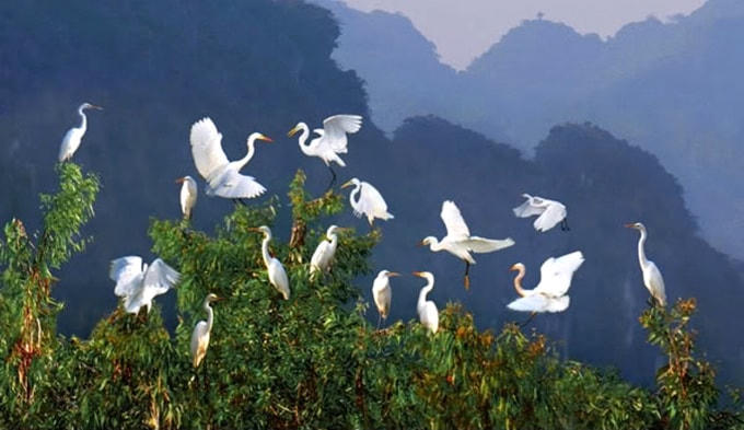 Vườn cò Hải Lựu
