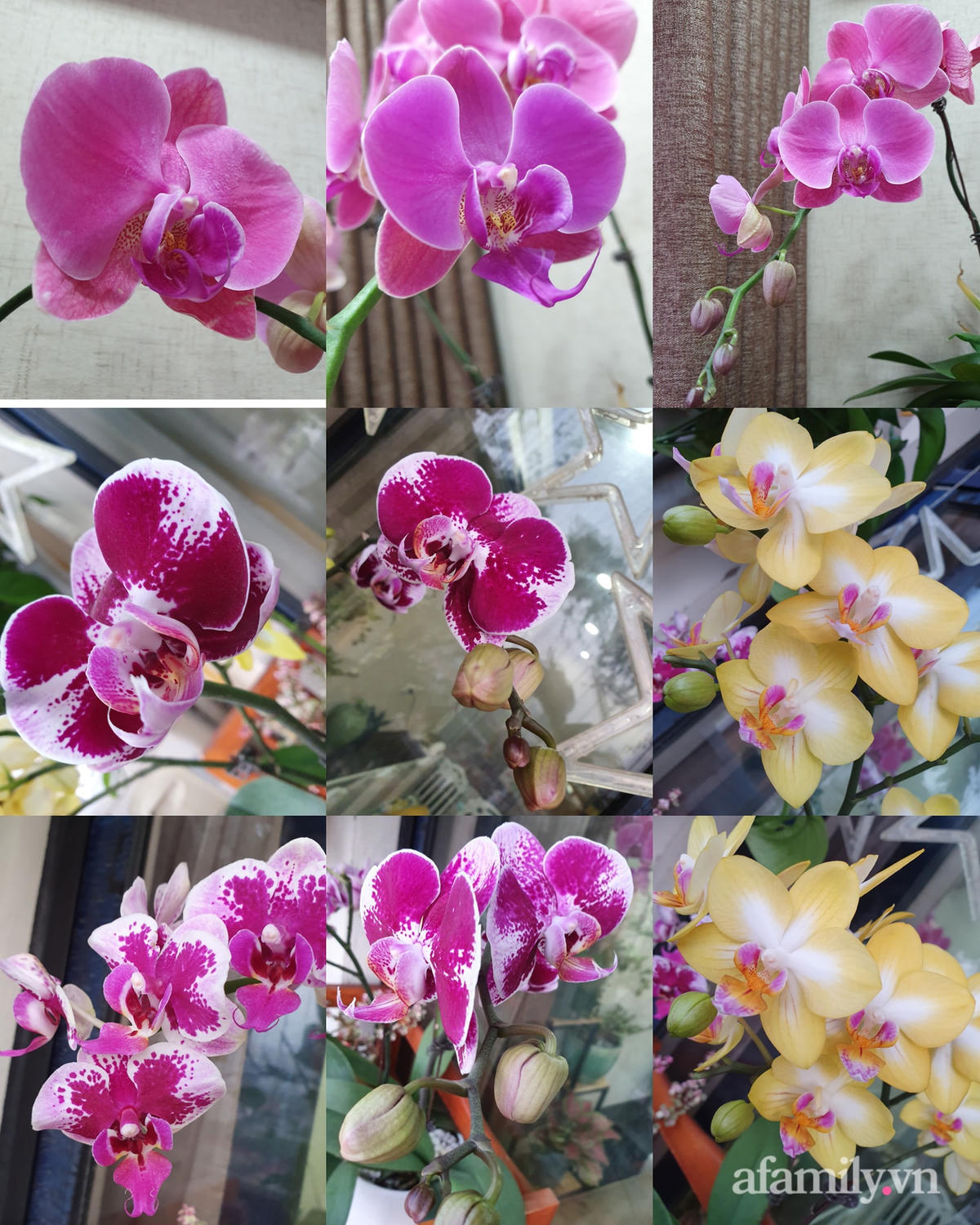 Phía trên được chị trồng lan.
