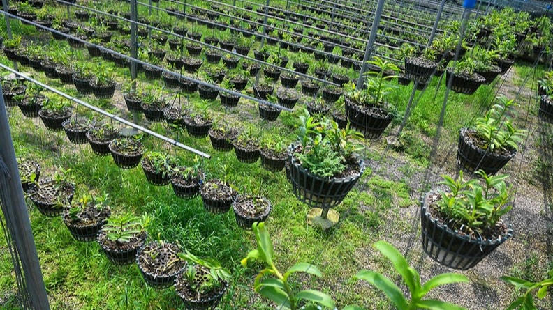 Một vườn lan ở Đông La.