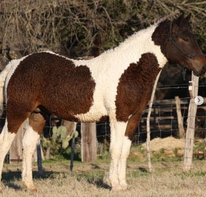 Lớp lông của chúng trở nên đặc biệt ấn tượng vào mùa đông.