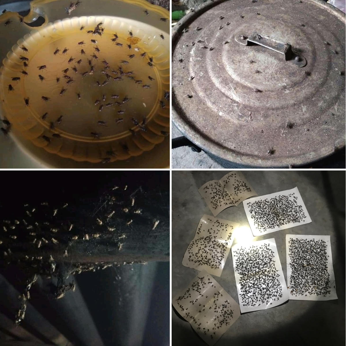 Ruồi, nhặng bu kín nhà đặc biệt ở khu vực bếp của một người dân