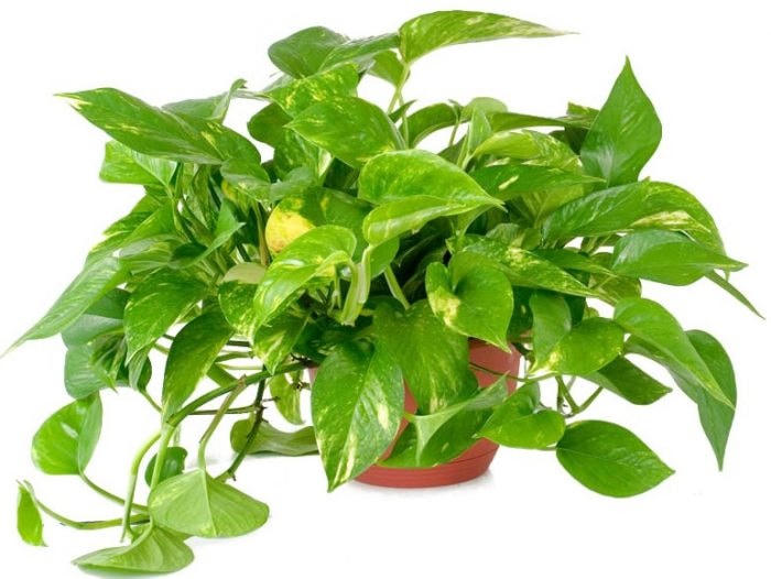 Mách bạn: Những loài cây làm sạch không khí tốt nhất