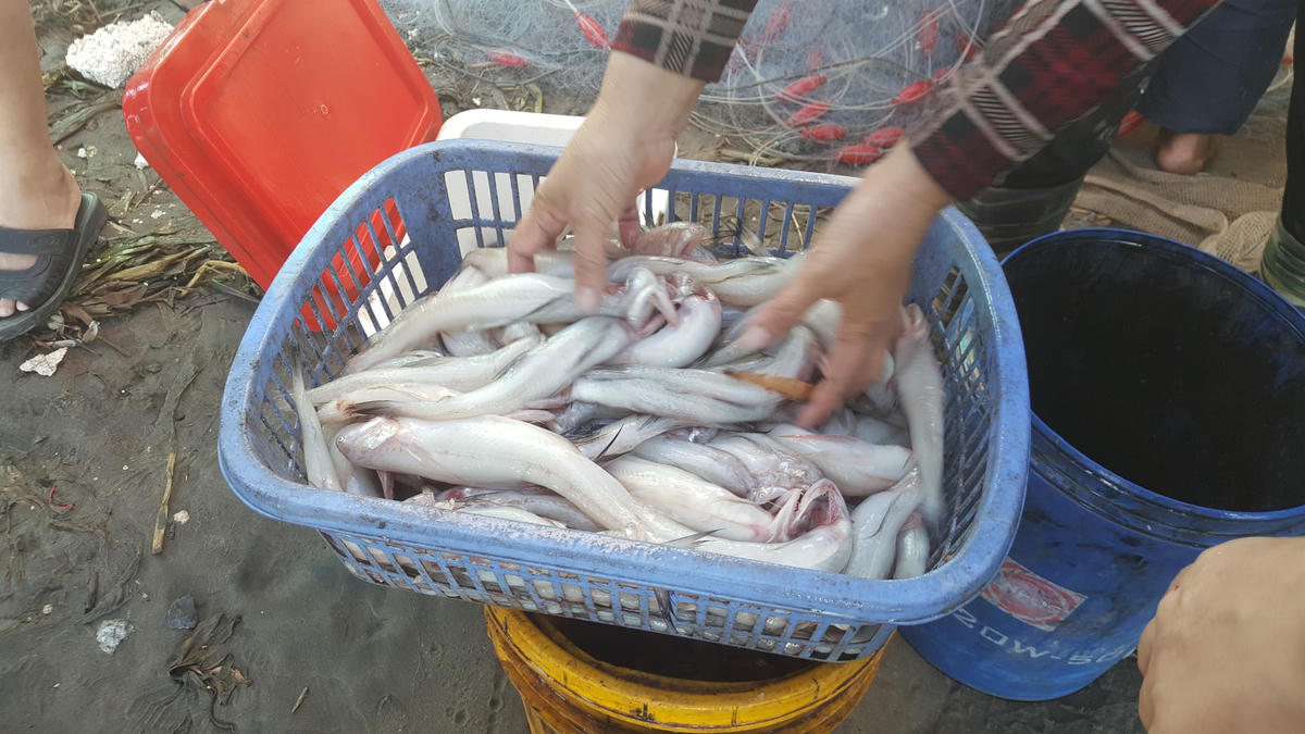 Cá khoai, một trong những sản vật biển cả dành tặng ngư dân địa phương. Hiện, chúng được bán với giá 90.000 đồng/kg.