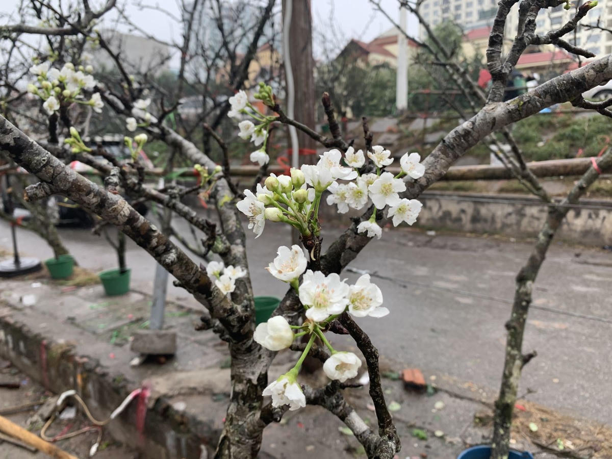 Lê rừng - một trong những loại hoa được người dân Hà thành thích thú.