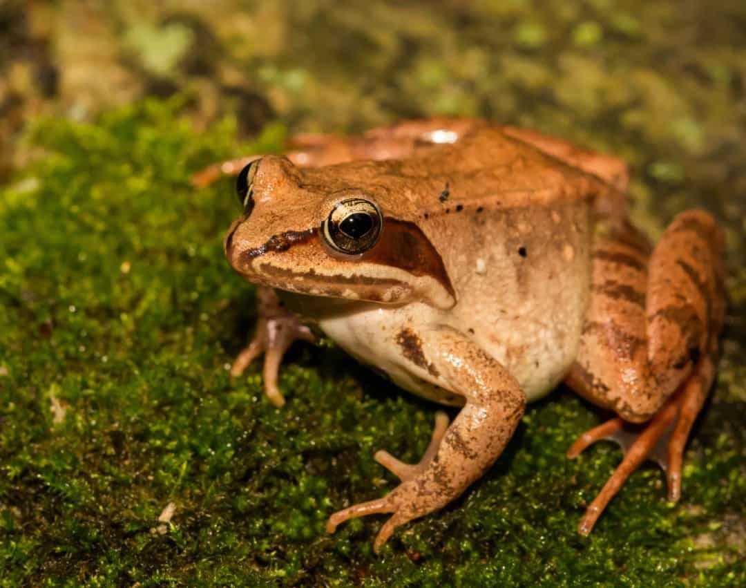 Khi các loài động vật hoang dã ngủ đông