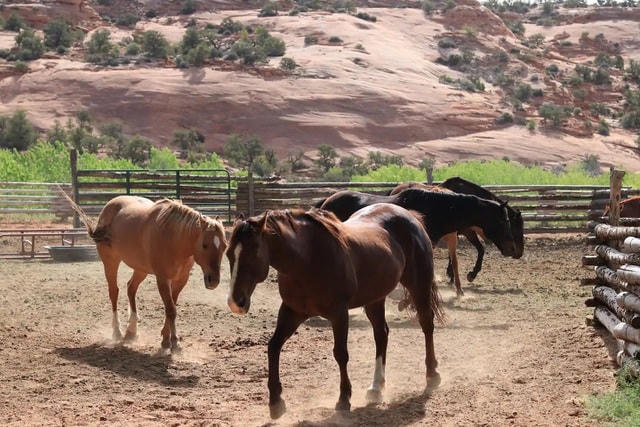 Chuyện thật như đùa: Người đàn ông đào thông quả đồi để làm nhà