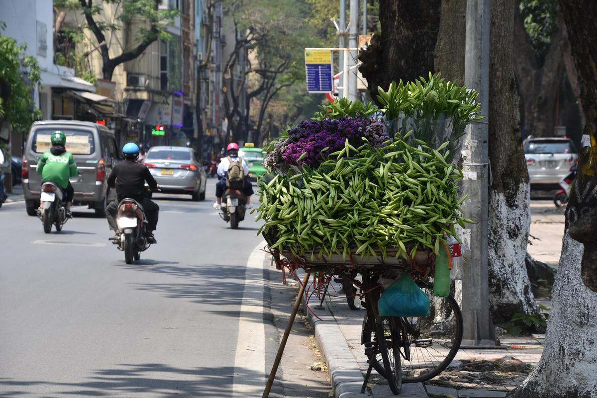Những ngày đầu tháng 4, trên các tuyến đường Thuỵ Khuê, Thanh Niên, Phan Đình Phùng..., trên những chiếc xe  hoa đã ngập tràn những bông loa kèn đầu mùa.