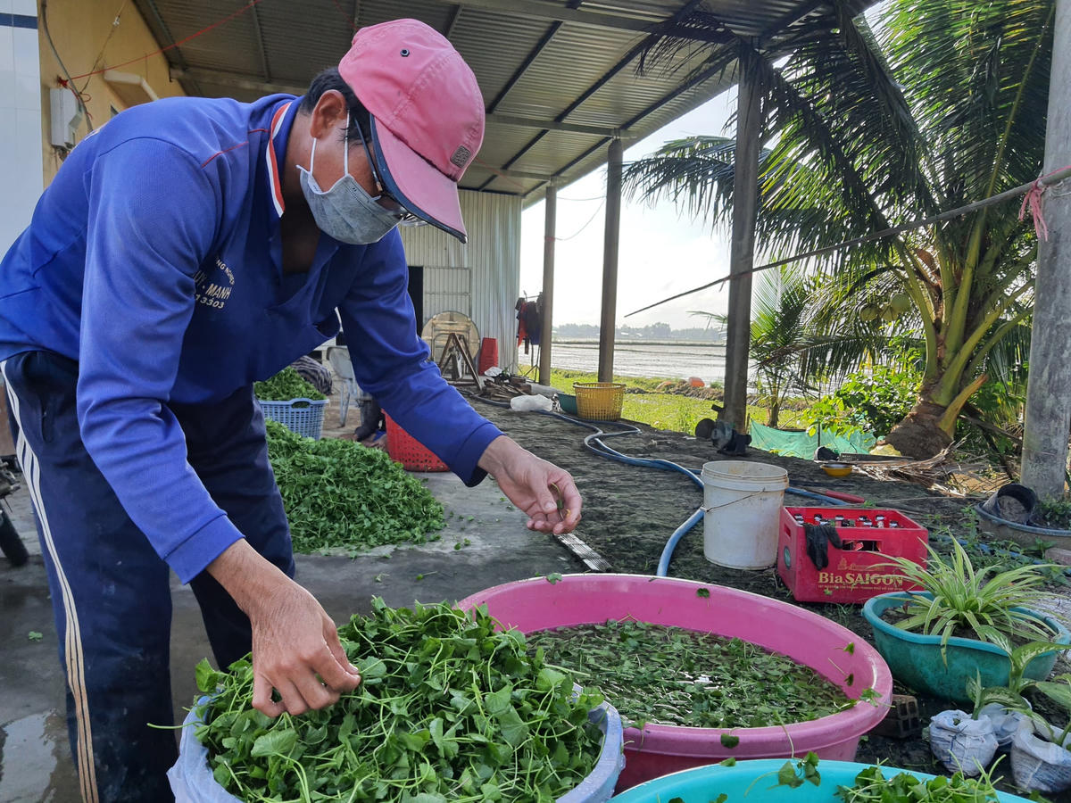 Anh Lê Văn Hoàng hái rau má chờ bán cho thương lái.