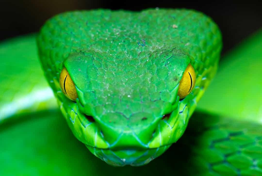 Sinh vật trơn trượt này có một đôi mắt màu mù tạt xuyên thấu có thể khiến ngay cả một con voi cũng phải run sợ.  