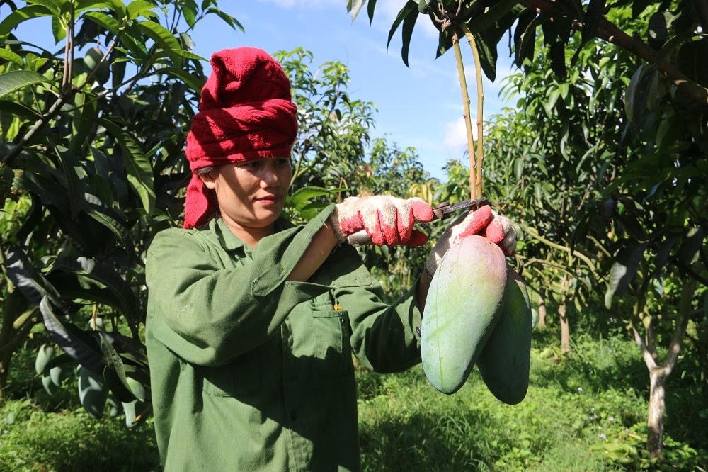Bà con xã Na Bó, huyện Mai Sơn (Sơn La) thu hái xoài xuất khẩu.