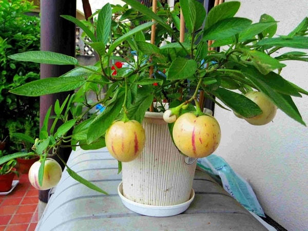 Dưa Pepino trồng trong chậu.