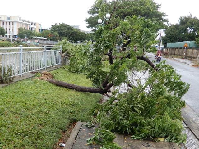 Đà Nẵng: Nhiều cây xanh bật gốc, người dân ra biển bắt cá sau bão