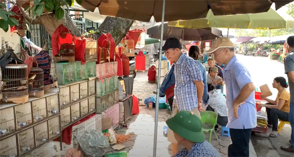 Hà Nội: Chợ chim cảnh tự phát gây ùn tắc giao thông