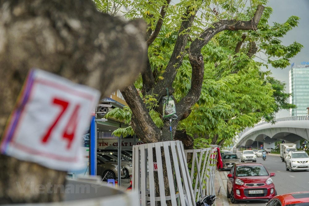 Sưa đỏ là loại cây có nguồn gen đặc biệt và giá trị lên đến hàng tỷ đồng đã được ghi tên vào sách đỏ Việt Nam phần thực vật. Do đó, Ban quản lý dự án đề nghị sau khi đánh, chuyển, giao cho Công ty Công viên cây xanh Hà Nội tiếp nhận nguyên trạng để duy trì, chăm sóc và bảo vệ đảm bảo an toàn, giúp cây sinh trưởng tốt. (Ảnh: Minh Hiếu/Vietnam+).