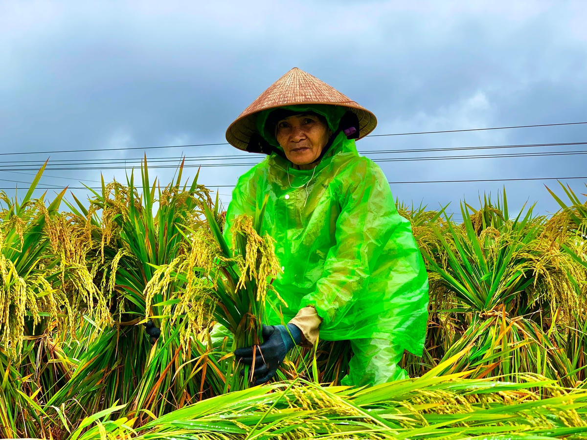 Người dân huyện Mộ Đức buộc lúa bị ngã đổ.
