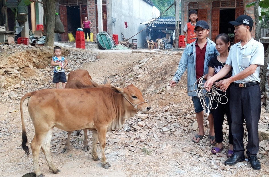 Trao tặng bò cho đồng bào hộ nghèo ở Bố Trạch (Quảng Bình).