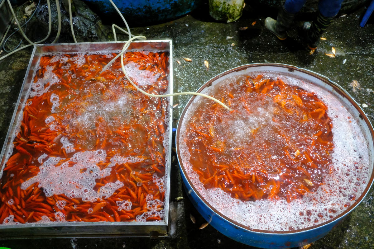Giá cá chép vàng hôm nay dao động từ 220.000 đến 250.000 đồng/kg tăng cao hơn so với mọi năm.